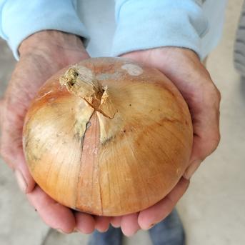 【淡路島直送】焼いて甘い！大玉たまねぎ5kg｜玉ねぎステーキ・煮込みに最適◎ 大玉5㌔ 野菜/玉ねぎ通販