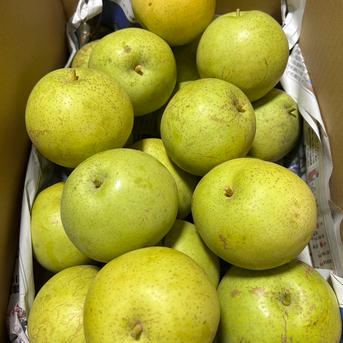幻の和梨 かおり梨 訳あり家庭用箱込5.5キロ 香豊かでジューシーで