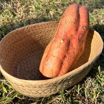 【完熟の安納芋・紅はるかの干し芋セット】兵庫県香美町産120ｇ×６ｐ(各３個) 安納芋・紅はるか各３パック（計６パック） 野菜/野菜の加工品通販