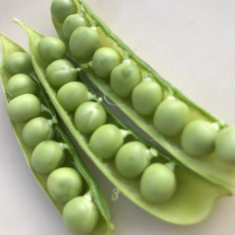 【和歌山特産】紀州うすいえんどう1kg(豆ご飯約一升分) 残りわずか！ 1kg 野菜/豆類通販