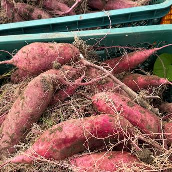 〇 90日間熟成しました 〇 熟成芋 農薬不使用 紅はるか（5kg）【期間