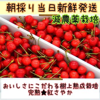 朝採り当日発送 美味しさにこだわる樹上熟成栽培【紅さやか】 ｜ 果物