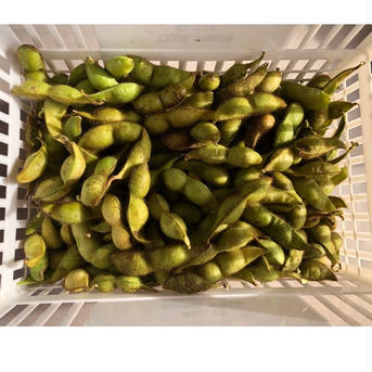 黒枝豆(晩摘み) 1kg 1kg（500g×2袋） 野菜/豆類通販