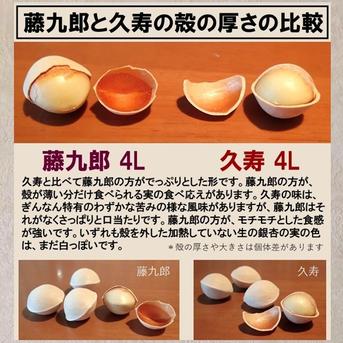 2026年新物！ 愛知県 祖父江産 久寿 銀杏 ぎんなん 2L 500g ☆秋の味覚