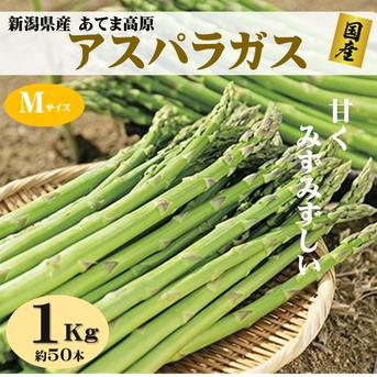 朝採りアスパラガス　Mサイズ　１ｋｇ（約50本）　新潟県産　 1kg 野菜/アスパラガス通販