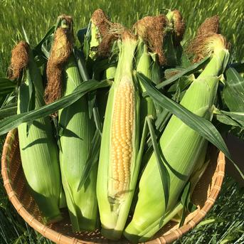 【朝採り新鮮】　北海道産　スイートコーン２Lサイズ　ゴールドラッシュ 8本 野菜/とうもろこし通販