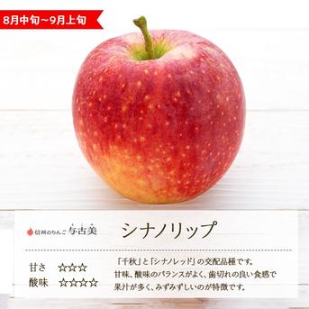 のりたま　クール便　シナノリップ5キロ りんご【シナノリップ】約5kg 2026年度予約受付中 新品種 長野県限定