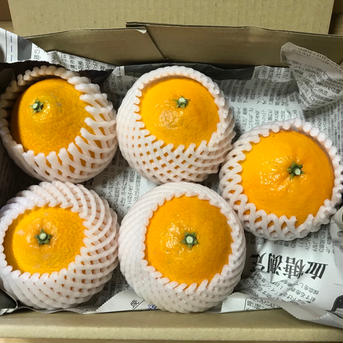 【農薬不使用】ゼリーのような食感マドンナ　1kg 1kg 果物/オレンジ・その他みかん通販