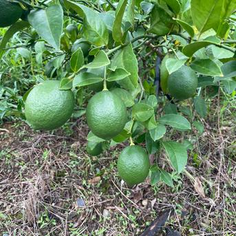 自然栽培】完全無資材 グリーンレモン(マイヤー) 2kg箱詰／農薬不使用
