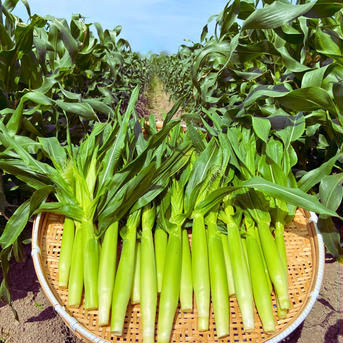 50本【甘いしずく】のもぎたて生ヤングコーン 葉付き50本 野菜/その他野菜通販