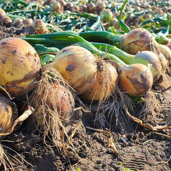 【大玉】淡路島産たまねぎ 【10kg】 特別栽培 兵庫県認証食品 ひょうご安心ブランド あさひサンファーム 大きいサイズ LL 2L 淡路島産たまねぎ 南あわじ市 ご家庭用 玉ねぎ レシピ付き！ 大玉10kg 淡路島たまねぎ 野菜/玉ねぎ通販