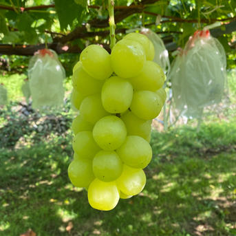 マスカサーティーン 約1kg(2〜3房) | 果物/ぶどう 産直アウル 農家から