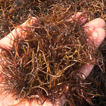 新物！ぽりぽりコリコリ！クセになる九州産の天然ふのり 40g 魚介類/海藻通販