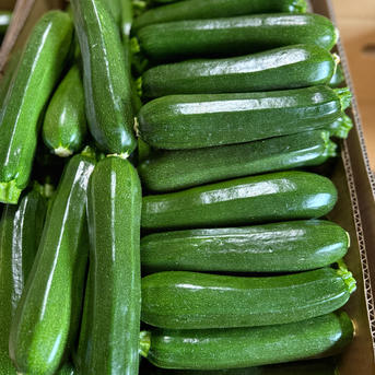 群馬県東吾妻町産【訳あり】ズッキーニ 13kg ｜ 野菜/ズッキーニ 産直