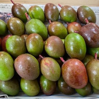 沖縄県産 摘果マンゴー(グリーンマンゴー)※小さめです！ ｜ 野菜