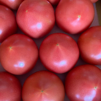 高糖度トマト サイズミックス 2箱 ｜ 野菜/トマト 産直アウル 農家