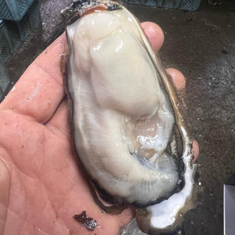 リクエスト　特大5k 2年むき身1k 6k 魚介類/牡蠣通販