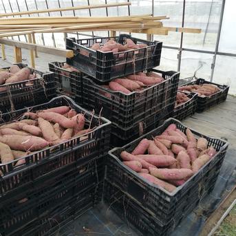 【サツマイモ】茨城県産 土付き 紅はるか3㎏ 3㎏ 野菜/さつまいも通販