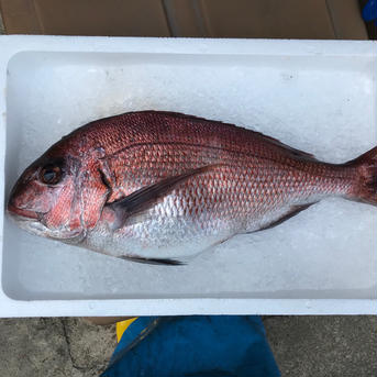 【冷蔵】越前産真鯛のしゃぶしゃぶセット2〜3人前 約3キロの真鯛の半身分 魚介類/魚介セット・詰め合わせ通販