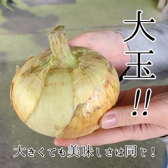 1日10名様限定特別価格 【 大玉 20kg 】 新たまねぎ 淡路島産 4月17日