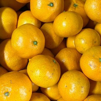 果汁溢れる！甘くて酸っぱい【田口早生】みかん 5kg | 果物/果物セット