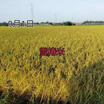 特別栽培米新潟県産コシヒカリ15k ｜ 米・穀物/米/精米 産直アウル