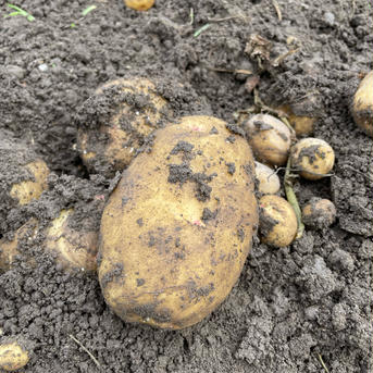 農薬不使用　自慢のじゃがいも　5kg じゃがいも5kg 野菜/じゃがいも通販