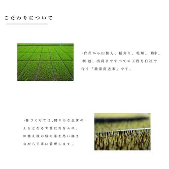 新潟県産コシヒカリ,和泉,5kg,令和7年新米,【受注後精米・農家直売