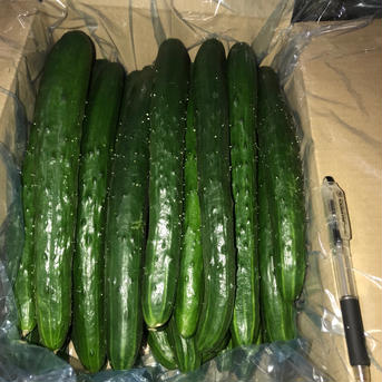 新鮮きゅうりAL品 大きくて太く食べ応えあり 朝採り野菜 4kg 野菜/きゅうり通販