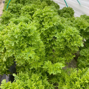 淡路島からの野菜6種大容量お任せセット🥦 120サイズ6種類大容量セット 野菜/野菜セット・詰め合わせ通販