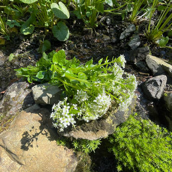 食品 訳ありB品 安曇野産 わさびの花2キロ