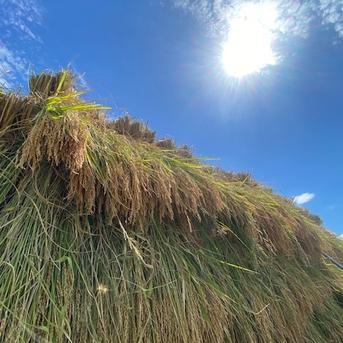 令和7年産 新米 有機栽培 天日干し もち米 新大正モチ 餅米 白米 10kg