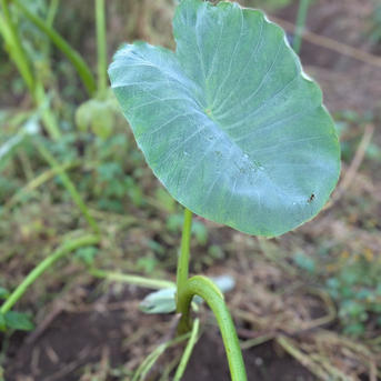 大好評(^^♪】 里芋 “土垂” 1000g from 名水の里 秦野 ｜ 野菜/里いも