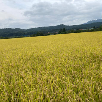 令和元年産　あきたこまち9kg   【精米】100% 岩手県二戸市 正味9kg 米・穀物/米/精米通販