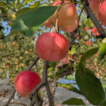 山形県産 希少な夏りんご さんさ 3kg | 果物/りんご 産直アウル 農家