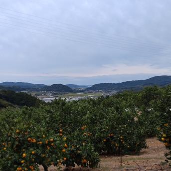 安間農園の三岳みかん🍊 5kg 果物/温州みかん通販