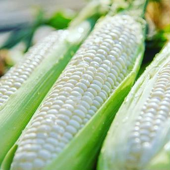 山崎様専用商品 10kg 野菜/とうもろこし通販