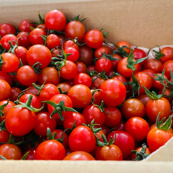 ミニトマト 1.8キロ フードロス 規格外 野菜 熊本産 訳あり 安い