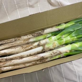長ネギ　サイズ不揃い　格外品含む　詰め合わせ　140サイズに一杯 140サイズに一杯 野菜/ねぎ通販