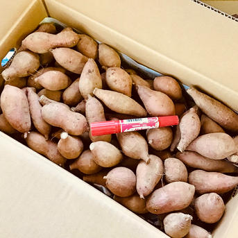 さつまいもの王道 種子島産安納芋 紅 2sサイズ4.5kg | 野菜/さつまいも