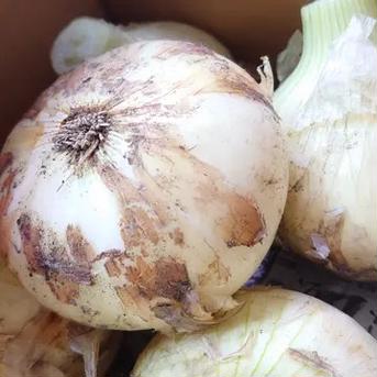 春の訪れ！淡路島の新玉ねぎ🧅【輝玉クリスタル】 新玉ねぎ4kg 野菜/玉ねぎ通販