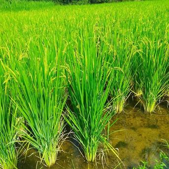 無肥料・自然栽培の長粒もち米 カオニャオ（精白米/R7年産）600g 