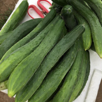 はなのきふぁーむのきゅうり好きなあなたの為のきゅうり詰め合わせ 2㎏ 野菜/きゅうり通販
