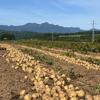 富良野産 きたあかり 小玉 9.5kg ｜ 野菜/じゃがいも 産直アウル 農家