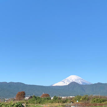 まじりっけなし！自然栽培 農薬不使用の｢ミニサイズ キウイフルーツ｣2kg 2kg 果物/キウイフルーツ通販