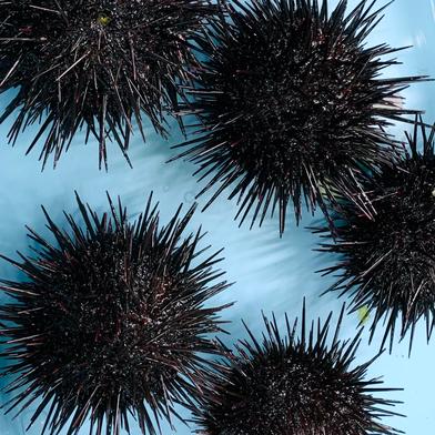 公式 産直アウル 魚介類 ウニ の食材一覧 Owl アウル 農家から直接野菜などの食材を購入できる産地直送の宅配通販サイト