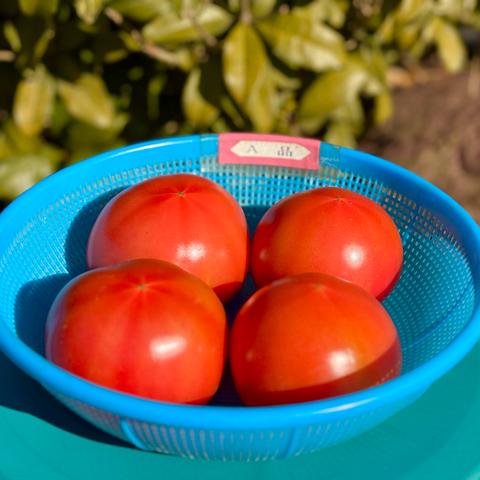 完熟とまとの新井園（埼玉県・飯能市）｜生産者詳細｜産直アウル