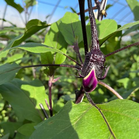 せんとうふぁーむのご紹介 | 安芸市 | 産直アウル 農家から直接
