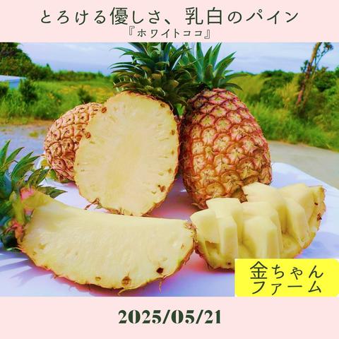 金ちゃんファームの最新投稿「【初投稿】『ホワイトココ』飾り切り