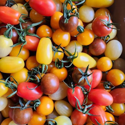 ユリカラさんがコミュニティ向けに「珍しいゼブラ柄」投稿しました